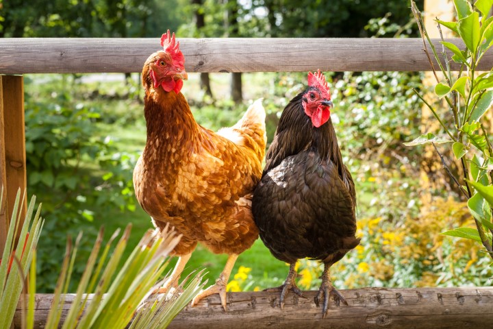 Een rode en zwarte kip op een hek in een tuin